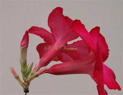  Inflorescence